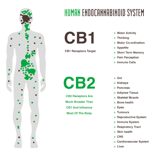 ecs2_500_500_Hoijl3g